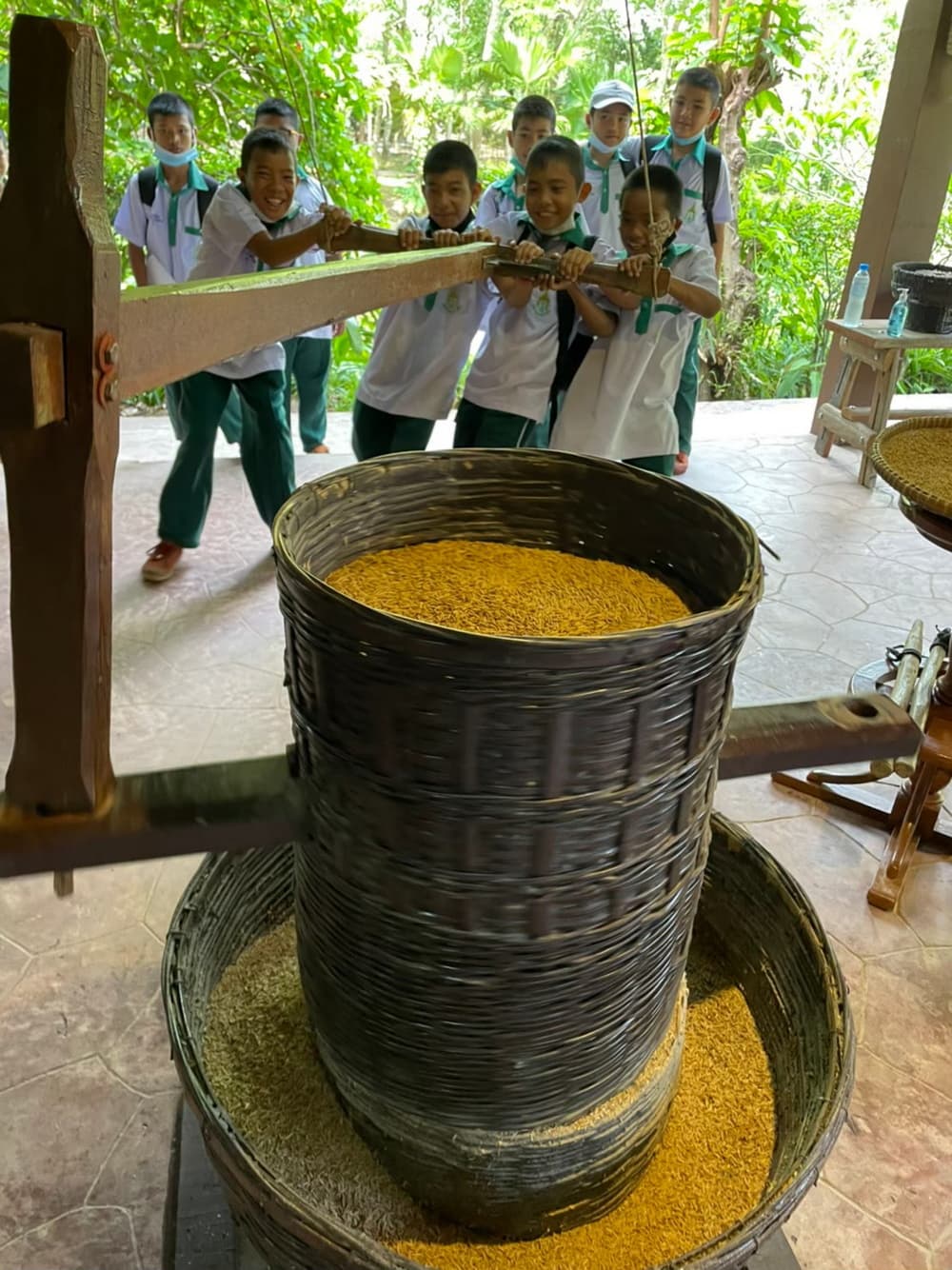 Rice Planting in Phuket Traditional rice planting experience in Phuket Thailand