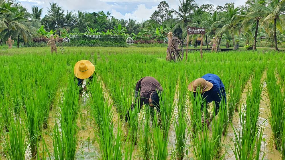 Organic garden at Old Phuket Farm