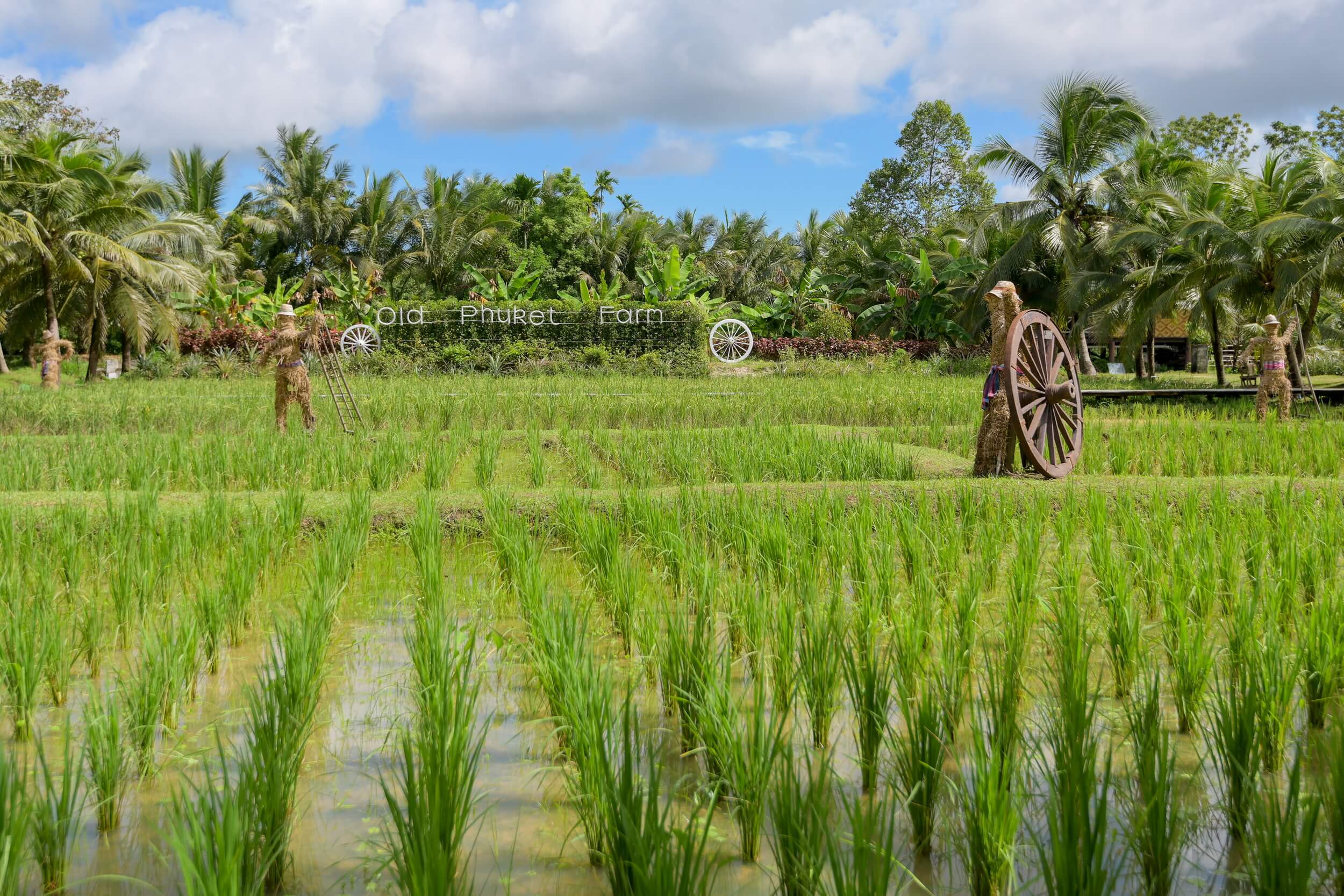 Farm Activities - Old Phuket Farm