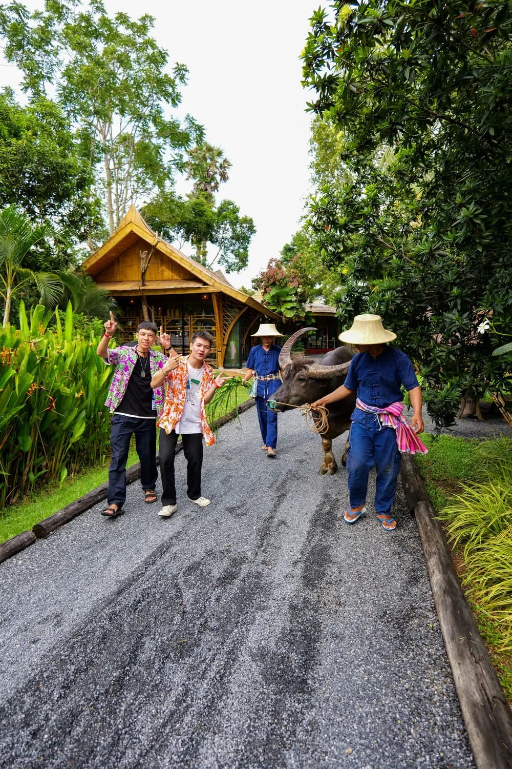 Buffalo in Traditional Setting Visitors and farm guides walking beside a water buffalo