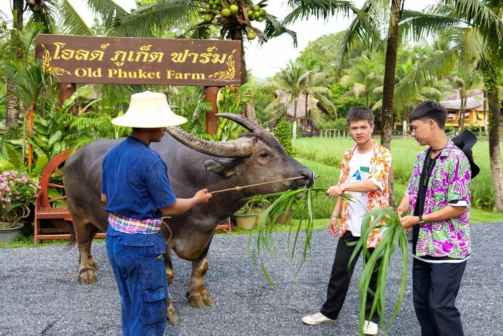 Hand-Feeding Experience Visitors offering grass to a water buffalo with a farm guide