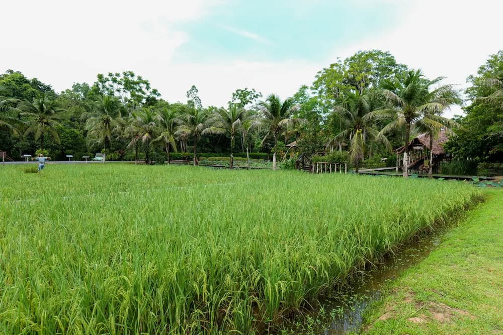 Experience Rural Phuket on a Day Trip Green rice paddies surrounded by palms at Old Phuket Farm