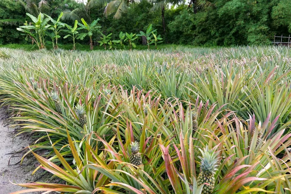 Rows of growing pineapples at Old Phuket Farm Rows of growing pineapples at Old Phuket Farm