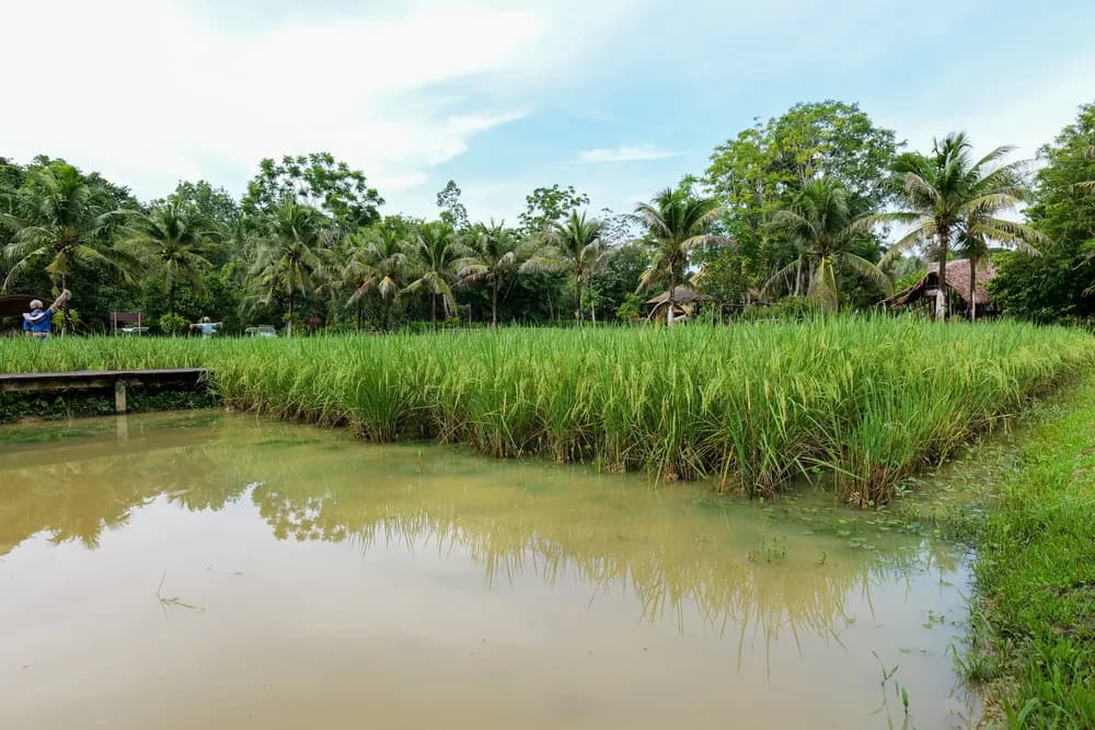 Thai Rice Farming Landscape Rice paddies and water channels at Old Phuket Farm