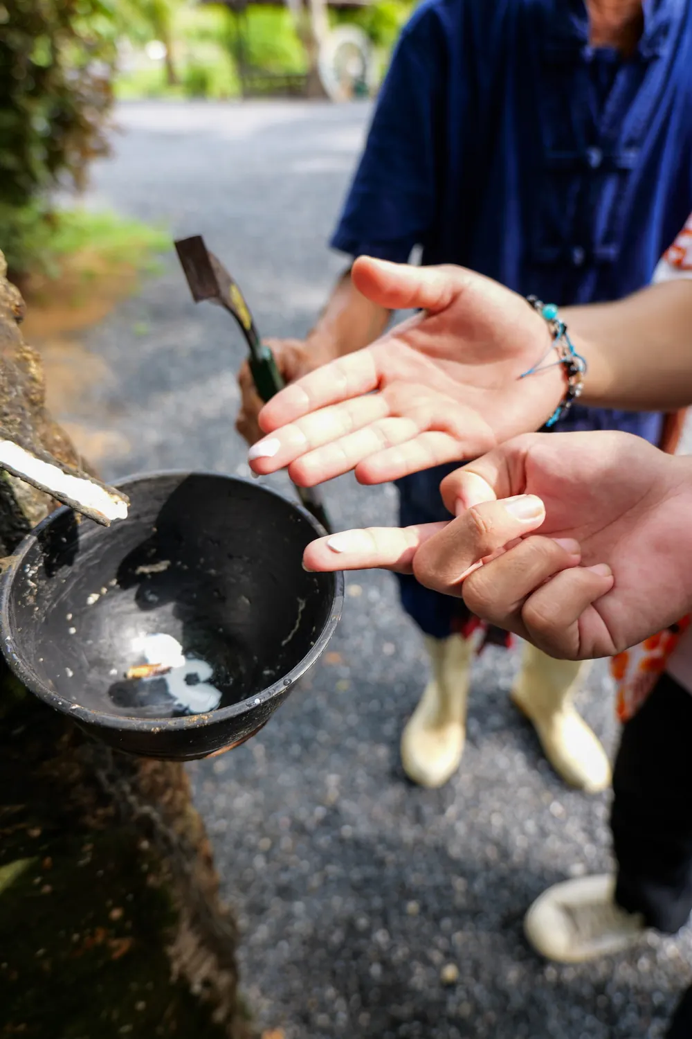 Learn the Art of Rubber Tapping Visitors examining fresh latex beside a rubber tree collection cup