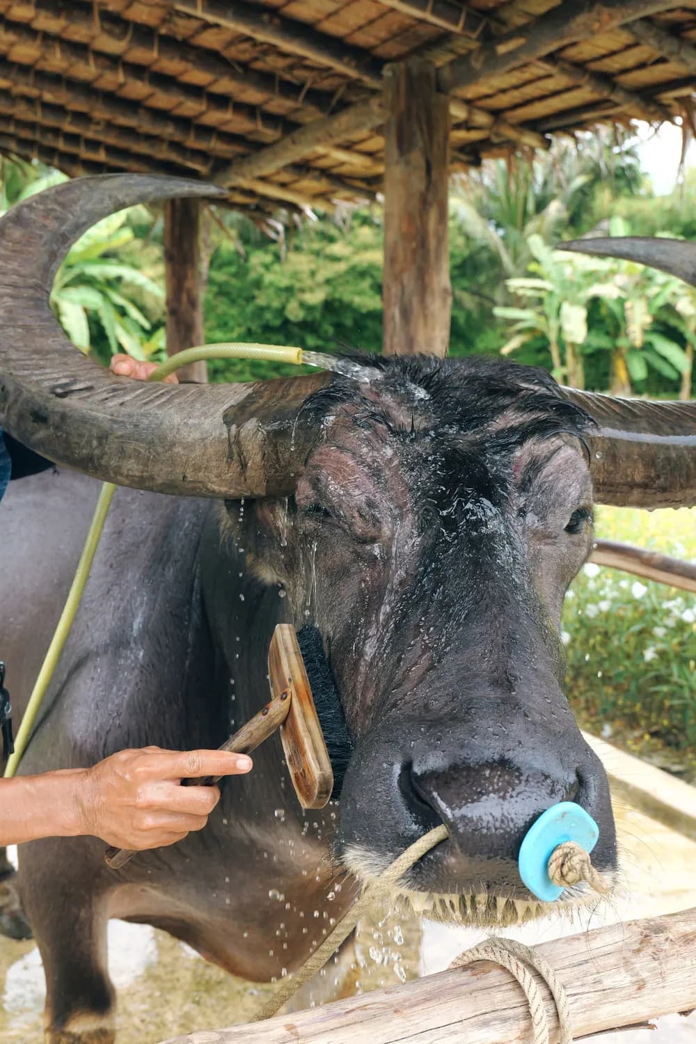 Buffalo bathing