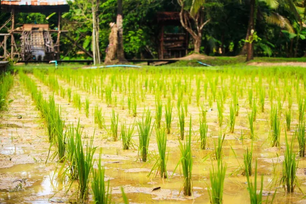Rice Paddy Adventures Rice plants growing in the paddies at Old Phuket Farm