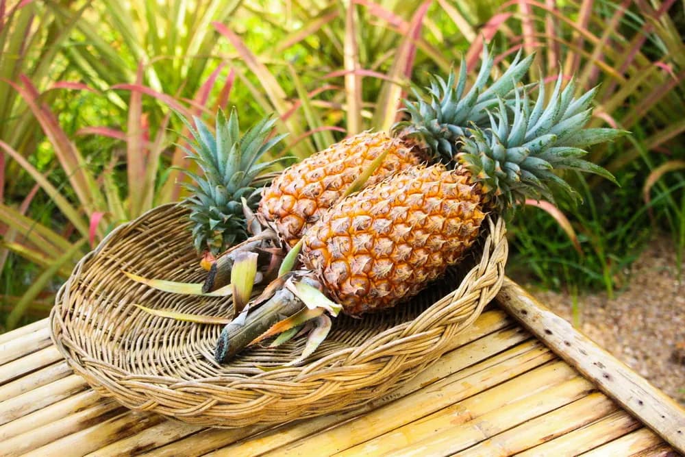 Pineapple Field