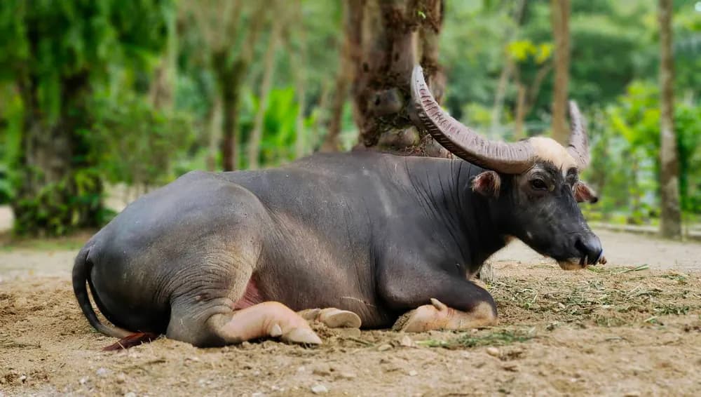 Traditional Water Buffalo Farming A water buffalo resting at Old Phuket Farm