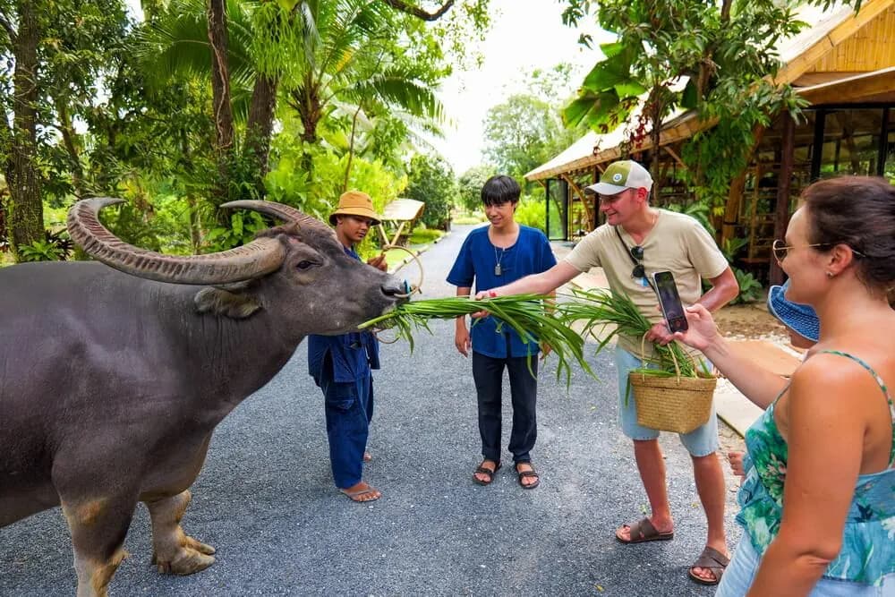 Meet Gentle Water Buffalo Visitors feeding a water buffalo at Old Phuket Farm