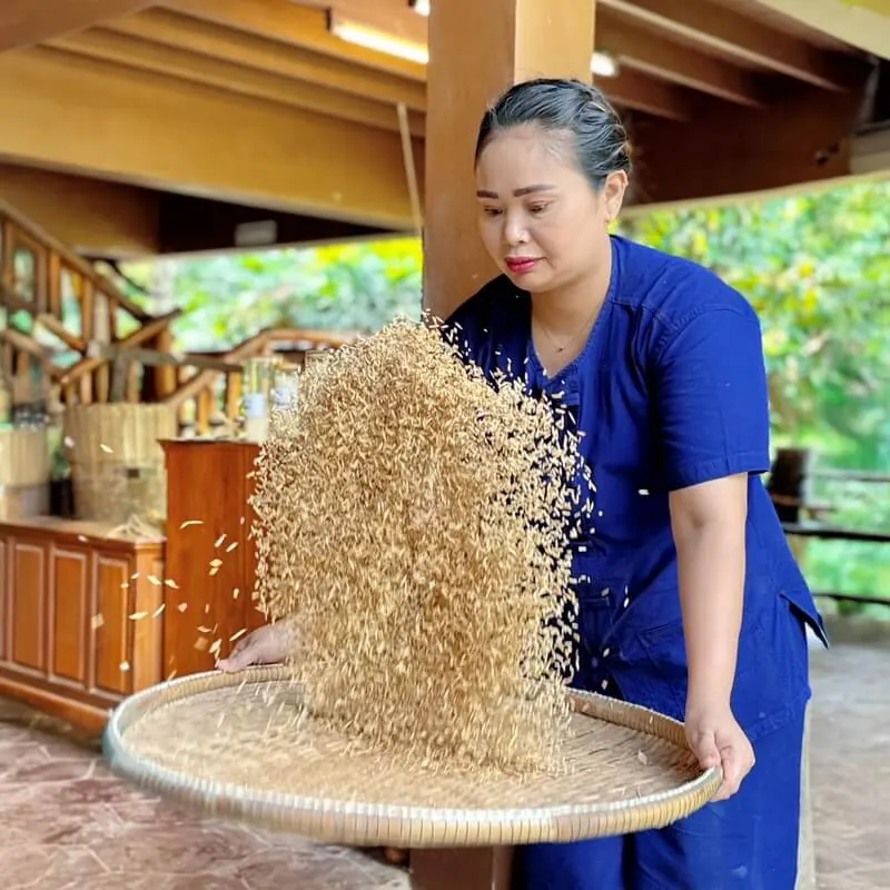 Morning Cultural Activities in Phuket A woman winnowing rice in a traditional basket at Old Phuket Farm