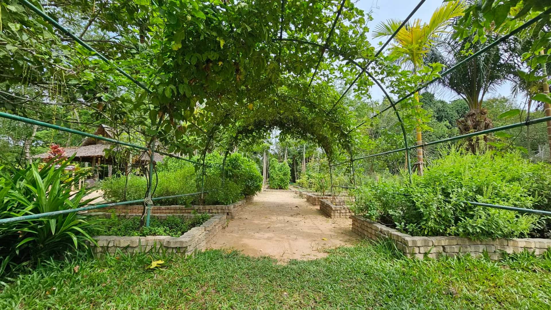 Pineapple Field